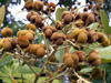 Cossinia pinnata Comm. ex Lam, Bois de Juda fruits