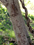 Cossinia pinnata Comm. ex Lam, Bois de judas : Tronc.