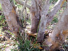 Cossinia pinnata Comm. ex Lam, Bois de judas : Troncs.