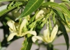 Fleurs de Bois de lait - Tabernaemontana persicariifolia.