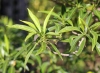 Tabernaemontana persicariifolia Jacq. Feuilles.