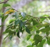 Bois de maman - Maillardia borbonica Espèce endémique de La Réunion
