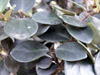 Bois de nèfles : feuilles Eugenia buxifolia Lam, Endémique de La Réunion