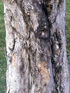 Bois de nèfles : tronc Eugenia buxifolia Lam, Endémique de La Réunion