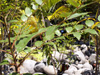 Phyllanthus phillyreifolius espèce endémique de la Réunion