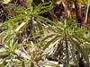 Bois de paille en queue - Monarrhenus salicifolius endémique de la Réunion et de Maurice