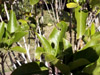 Coptosperma borbonica, Bois de Pintade Endémique La Réunion et Maurice