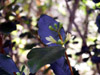 Bois de quivi Turraea thouarsiana Fleurs Endémique Réunion et Maurice