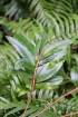 Erythroxylum laurifolium Lam. Bois de rongue. Espèce endémique de la Réunion.