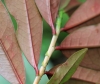 Erythroxylum laurifolium Lam. Bois de rongue. Espèce endémique de la Réunion.