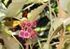 Fleurs : Bois de senteur blanc - Ruizia cordata Cav. Endémique La Réunion