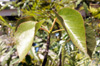 Bois de senteur bleu - Dombeya populnea espèce endémique de La Réunion