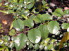 Scutia myrtina (Burm. f.) Kurz. Bois de sinte.