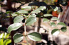 Scutia myrtina (Burm. f.) Kurz. Bois de sinte.