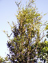 Scolopia heterophylla, Bois de tisane rouge, espèce Endémique des Mascareignes