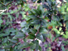 Scolopia heterophylla, Bois de tisane rouge, espèce Endémique des Mascareignes