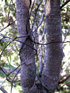 Bois de tisane rouge, Scolopia heterophylla, Endémique des Mascareignes