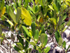 Bois mussard - Pyrostria commersonii Espèce endémique de la Réunion et de Maurice