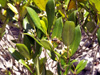 Bois mussard - Pyrostria commersonii Espèce endémique de la Réunion, Maurice