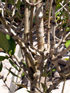Bois mussard - Pyrostria commersonii