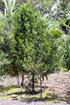 Bois mussard - Pyrostria commersonii