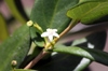 Fleur : Bois mussard - Pyrostria commersonii
