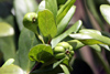 Fruits : Bois mussard - Pyrostria commersonii