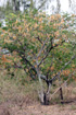 Albizia lebbeck (L.) Benth. Bois noir des bas.