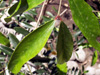 Bois d'olive grosse peau - Pleurostylia pachyphloea Arbre endémique de La Réunion