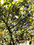 Bois de prune rat - Myonima obovata Lam. Espèce endémique de La Réunion et de Maurice