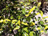 Bois de prune rat - Myonima obovata Lam. Espèce endémique de La Réunion et de Maurice