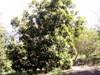 Foetidia mauritiana Lam, Bois puant Arbre endémique de La Réunion et de Maurice