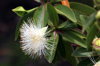 Fleur : Foetidia mauritiana Lam. Bois puant
