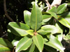 Bois puant Arbre endémique de La Réunion et de Maurice : feuilles
