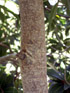 Foetidia mauritiana Lam, Bois puant