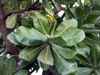 Bonnet de prêtre Barringtonia asiatica : feuilles