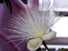 Bonnet de prêtre Barringtonia asiatica : fleur