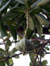 Bonnet de prêtre Barringtonia asiatica : fruit
