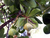 Bonnet de prêtre Barringtonia asiatica : fruits