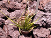 Carex wahlenbergiana Boott, espèce endémique La Réunion