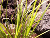 Carex wahlenbergiana Boott