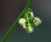 Bothriospermum zeylanicum.