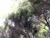 Erica arborescens.