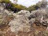 Branle blanc - Stoebe passerinoides espèce endémique de La Réunion