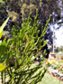 Branle vert Erica reunionensis Flore endémique de La Réunion