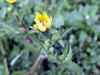 Fleur : Brède lastron ou Lastron piquant - Sonchus asper