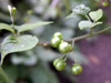 Solanum americanum  Mill, Brèdes morelle ou Brèdes Martin