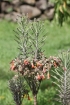 Bryophyllum delagoense (Eckl. & Zeyh.) Druce.