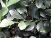 Buis de Chine ou oranger jasmin - Murraya paniculata