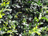 Buis de Chine ou oranger jasmin - Murraya paniculata